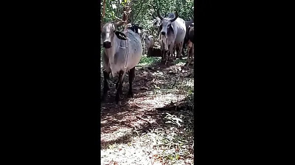 Películas de energía Sabroso culo disfrutó bloguerinha caipira sin darle el coño al casado cazeirro HD